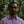 Utkarsh Ayachit